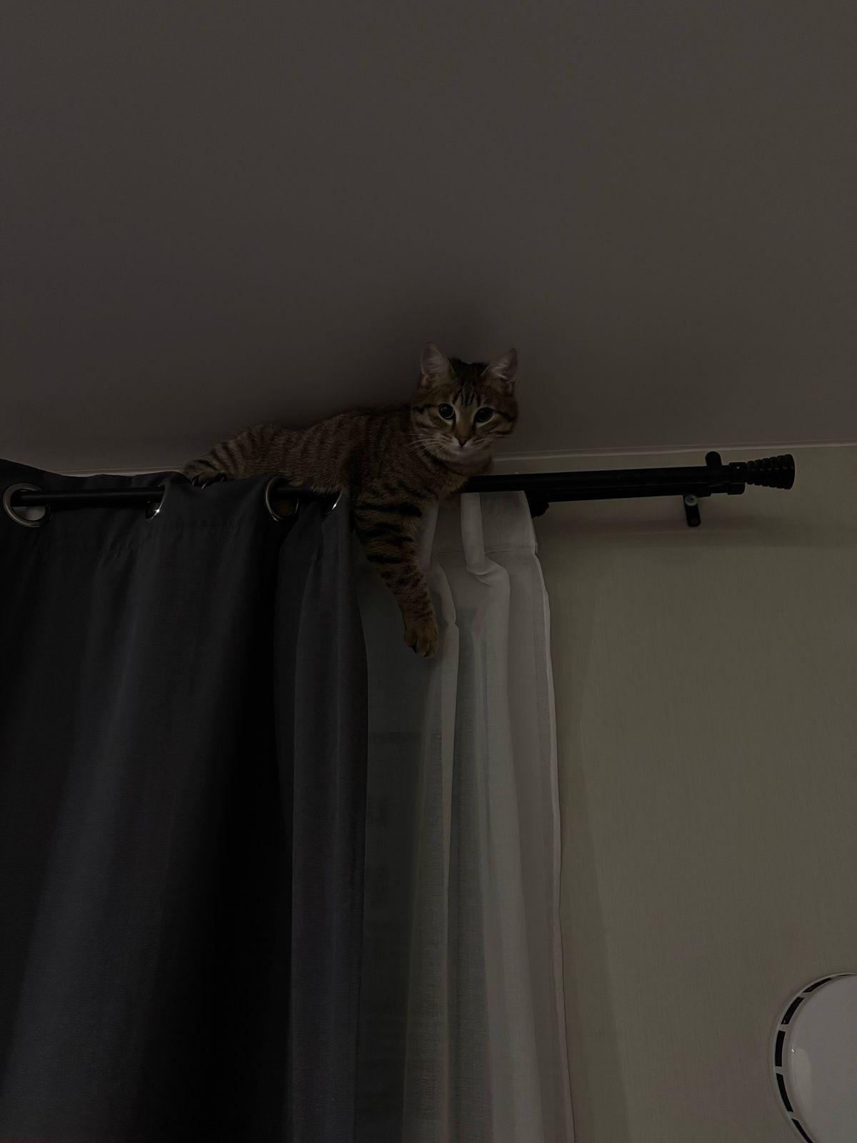 Фото В снегу и за рулем: в Новосибирске опубликовано свыше 50 фото милых питомцев к Дню кошек 47 - Сиб.ФМ Фото В снегу и за рулем: в Новосибирске опубликовано свыше 50 фото милых питомцев к Дню кошек 47